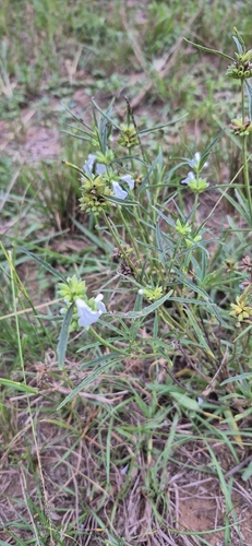 Leucas lavandulifolia