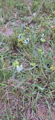 Leucas lavandulifolia