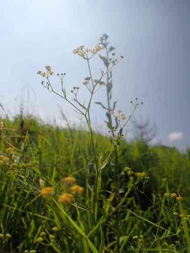Bupleurum stenophyllum iNat (2)