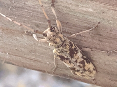 Goes variegatus