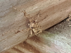 Goes variegatus