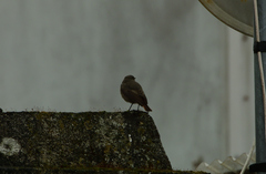 Phoenicurus ochruros