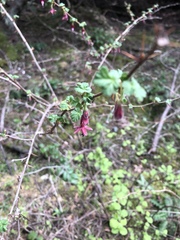 Ribes lobbii