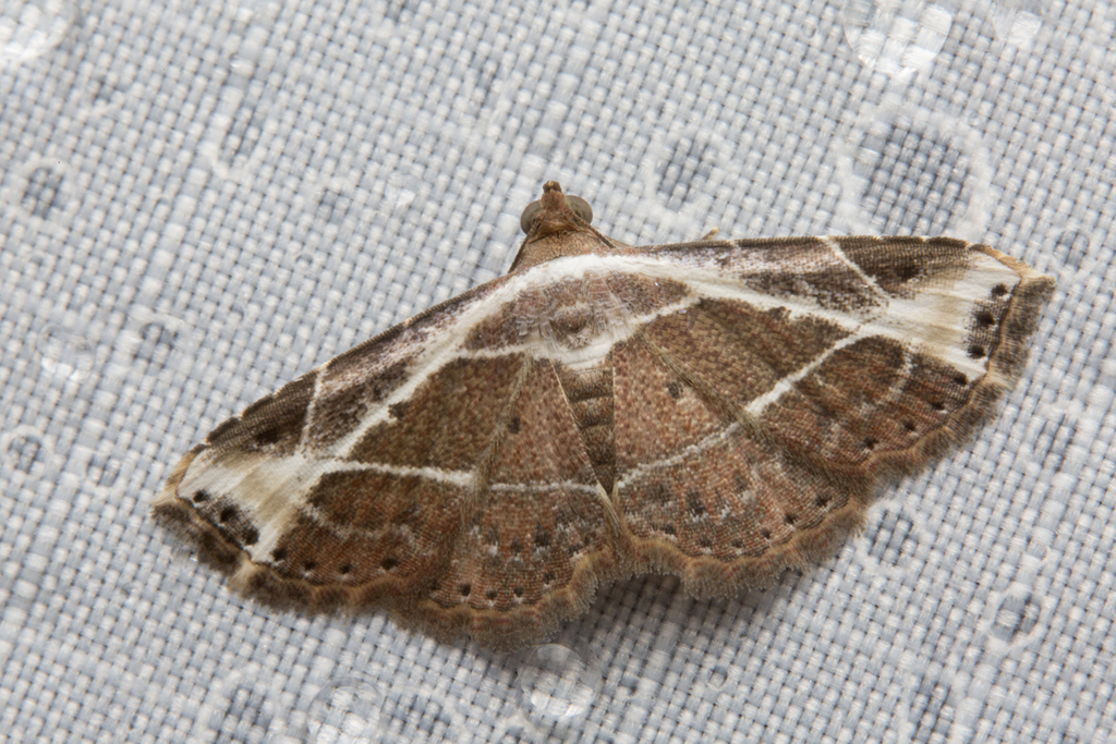 Zurobata fissifascia