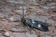 Vitessa