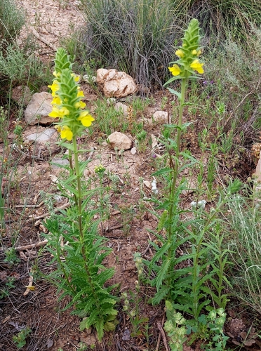 Mediterranean lineseed