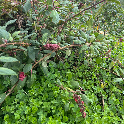 Pokeweed (Phytolacca dodecandra)