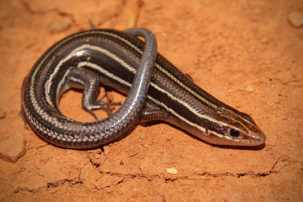 Southeastern Five-lined Skink