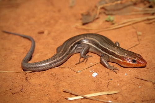 Southeastern Five-lined Skink, photo 3 of 10