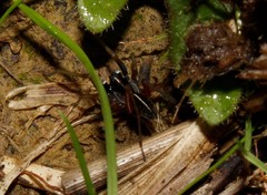 Aulonia kratochvili