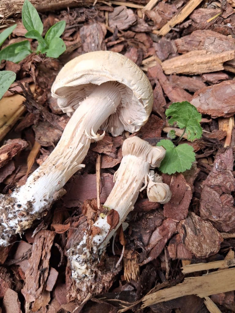 Agrocybe praecox · May 2026 · photo: © mangoblatt (iNaturalist, cc0)