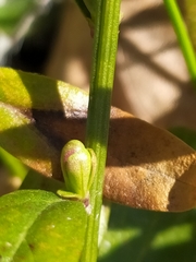 Genista tinctoria