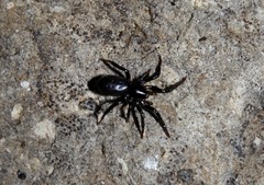 Drassyllus praeficus