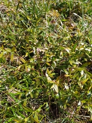 Genista tinctoria