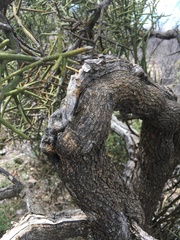 Koeberlinia spinosa