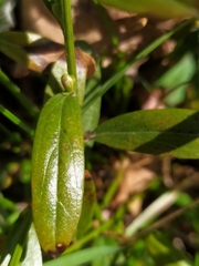 Genista tinctoria