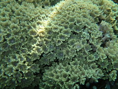 Clavularia