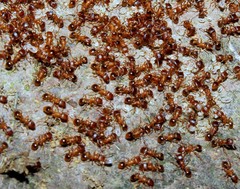 Temnothorax angustifrons