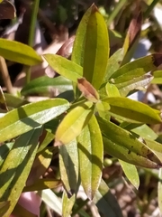 Genista tinctoria