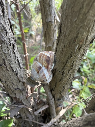 Helix lucorum