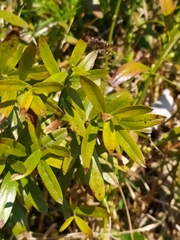 Genista tinctoria