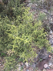 Koeberlinia spinosa
