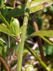 Genista tinctoria