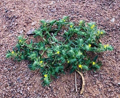 Arnebia hispidissima