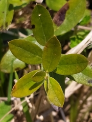 Genista tinctoria