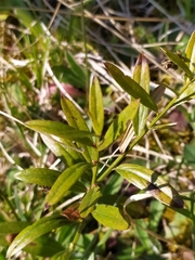 Genista tinctoria