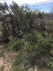 Koeberlinia spinosa
