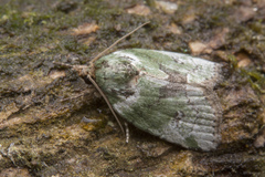 Blenina