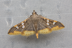 Prophantis