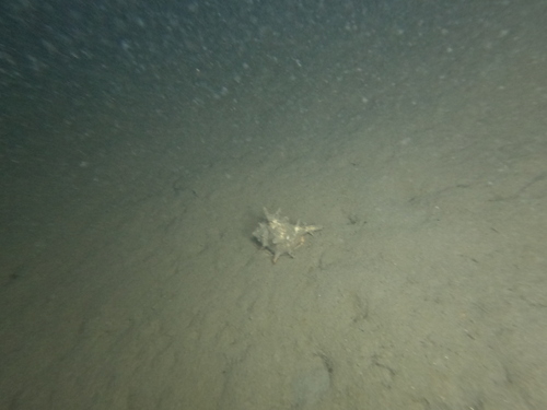 Bolinus brandaris