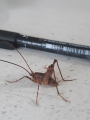 Pleioplectron simplex