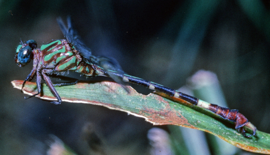 Tuxtla Ringtail