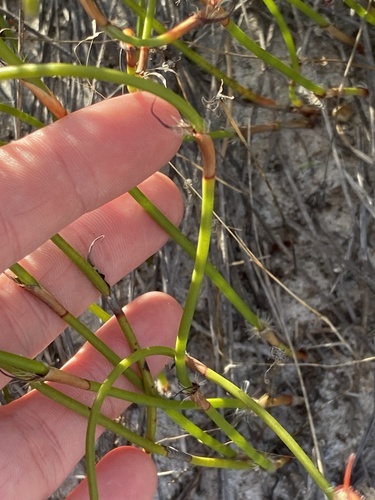 Lyginia barbata observed 2026-05-05