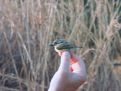 Pogoniulus chrysoconus