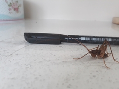 Pleioplectron simplex