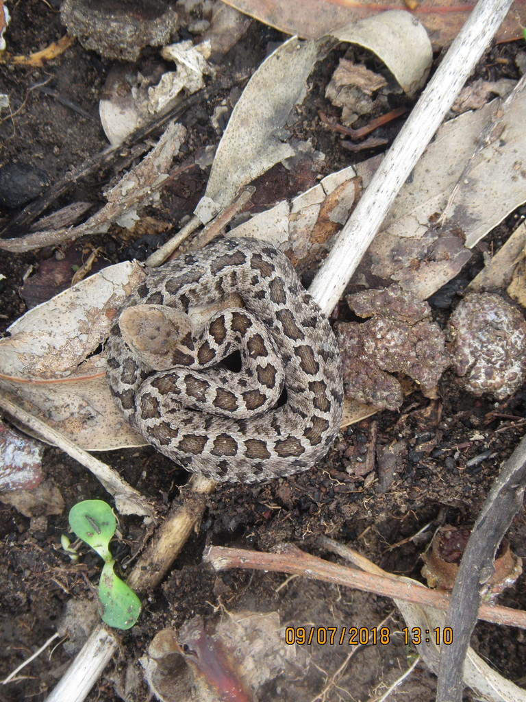 Mexican Pygmy Rattlesnake in July 2018 by Jalil Rodríguez M. · iNaturalist