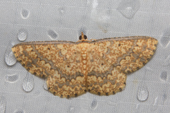 Synegia