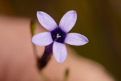 Siphocodon spartioides