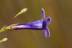 Siphocodon spartioides