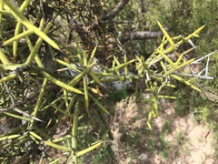 Koeberlinia spinosa