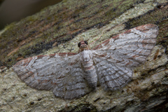 Eupithecia costalis