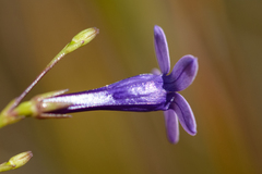 Siphocodon spartioides