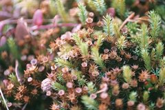 Polytrichum piliferum