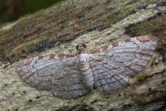 Eupithecia costalis