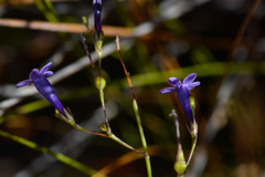 Siphocodon spartioides