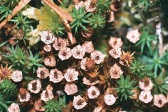 Polytrichum piliferum